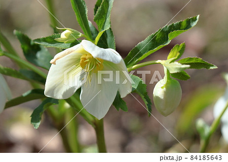 冬の貴婦人 冬の貴婦人 84185643