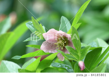 冬の貴婦人 84185801