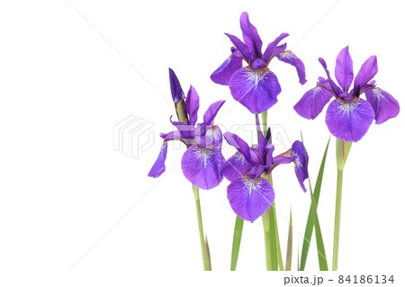 アヤメ　日本的な花　紫色　白背景 84186134