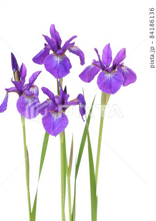 アヤメ 日本的な花 紫色 白背景 アヤメ 日本的な花 紫色 白背景 84186136