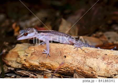 朽木の上に乗るクロイワトカゲモドキ(沖縄本島南部) 朽木の上に乗るクロイワトカゲモドキ(沖縄本島南部) 84186341