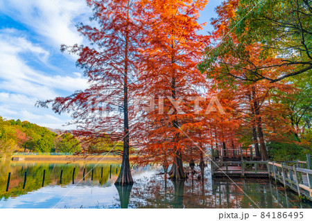 秋のグリーンピア春日井、ラクウショウの紅葉〈愛知県春日井市〉 84186495