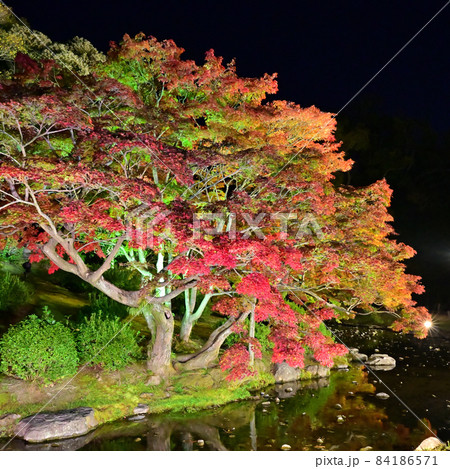 四国香川県高松市にある栗林（りつりん）公園の紅葉夜景 84186571