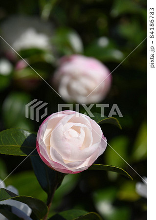 開きかけたサザンカ(山茶花) 開きかけたサザンカ(山茶花) 84186783