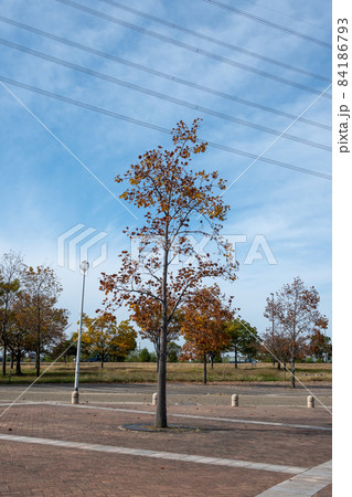 公園 84186793
