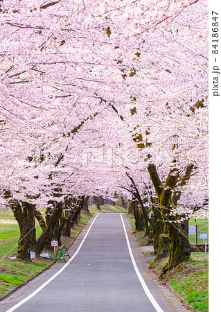 赤城南面千本桜 84186847