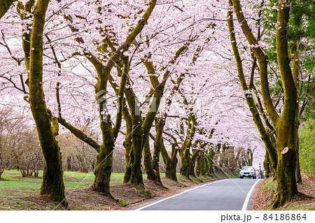 赤城南面千本桜 赤城南面千本桜 84186864
