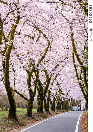 赤城南面千本桜 赤城南面千本桜 84186865
