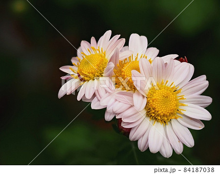 小菊の花 84187038