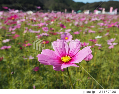 可憐なコスモス 84187308