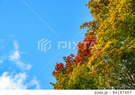 青空と紅葉の始まり 青空と紅葉の始まり 84187407