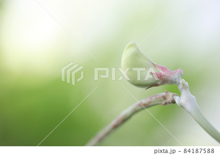 Young Yardlong bean close up Young Yardlong bean close up 84187588