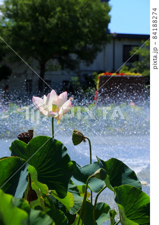 夏の日に水しぶきを受ける蓮の花 84188274
