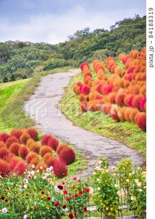 びわ湖箱館山 素敵な景色 コキア びわ湖箱館山 素敵な景色 コキア 84188319