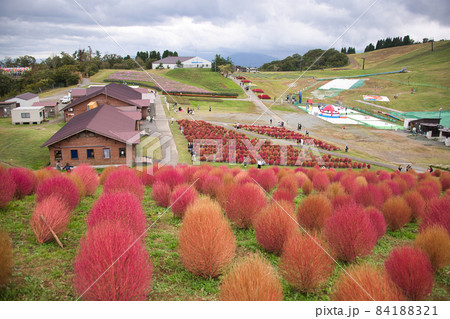 びわ湖箱館山 素敵な景色 コキア びわ湖箱館山 素敵な景色 コキア 84188321