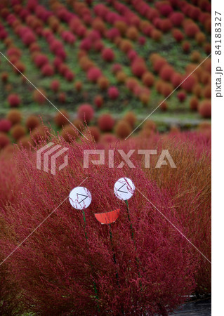 びわ湖箱館山　素敵な景色　コキア 84188327