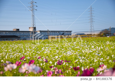 滋賀県下最大級　野田町コスモス畑とガチャコン2021 84188376