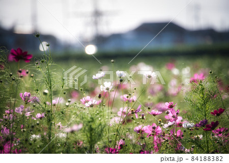 滋賀県下最大級　野田町コスモス畑2021 84188382