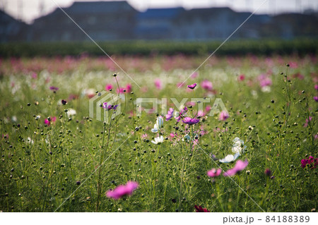 滋賀県下最大級 野田町コスモス畑2021 滋賀県下最大級 野田町コスモス畑2021 84188389