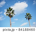 青空とヤシの木 84188460
