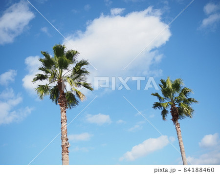 青空とヤシの木 84188460