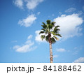 青空とヤシの木 84188462