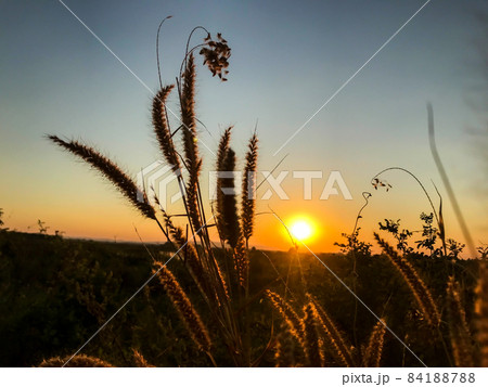 Flowering grass with sunlight in the evening, background concept Flowering grass with sunlight in the evening, background concept 84188788