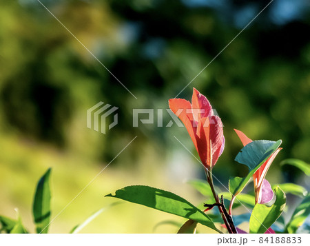秋晴れに輝くカナメモチ 84188833