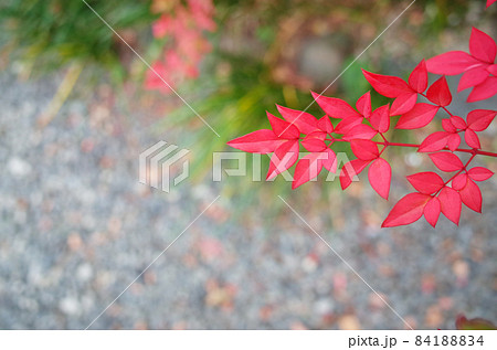 南天の赤い葉 84188834