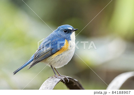 明治神宮の野鳥　ルリビタキ 84188907