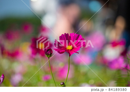 カジュアル 無造作 無頓着 84189380