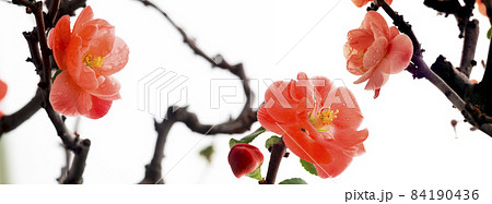 木瓜の花 カリン花 うめ 84190436