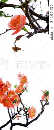 木瓜の花 カリン花 うめ 84190439