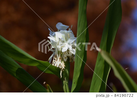 ジンジャーリリー(花縮砂)の花と実 ジンジャーリリー(花縮砂)の花と実 84190722