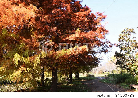 ラクウショウの紅葉 ラクウショウの紅葉 84190738