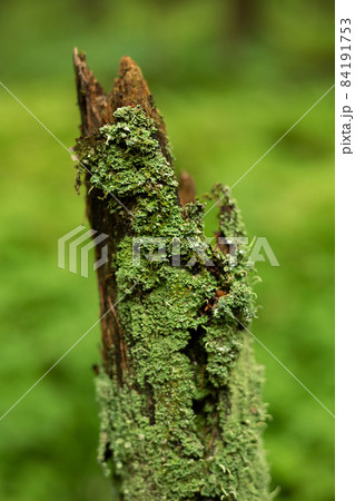 An old broken tree trunk covered with green lichens An old broken tree trunk covered with green lichens 84191753