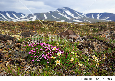 Beautiful wild flowers of Silene acaulis, known as moss campion or cushion pink and Dryas in the tundra on a background of mountains. 84191763