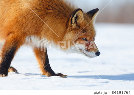 Closeup portraits of a fox walking on a snow-covered tundra Closeup portraits of a fox walking on a snow-covered tundra 84191764