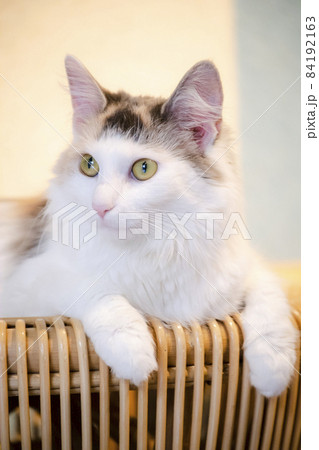 ねこ 84192163