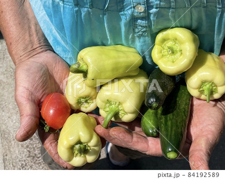 Fresh organic vegetables close up in female farmer hands. Selective focus. Woman's hands hold fresh tomato, paper, and cucumber. Fresh organic vegetables close up in female farmer hands. Selective focus. Woman's hands hold fresh tomato, paper, and cucumber. 84192589