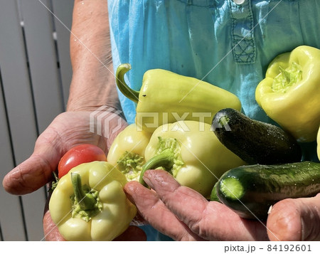 Fresh organic vegetables close up in female farmer hands. Selective focus. Woman's hands hold fresh tomato, paper, and cucumber. Fresh organic vegetables close up in female farmer hands. Selective focus. Woman's hands hold fresh tomato, paper, and cucumber. 84192601