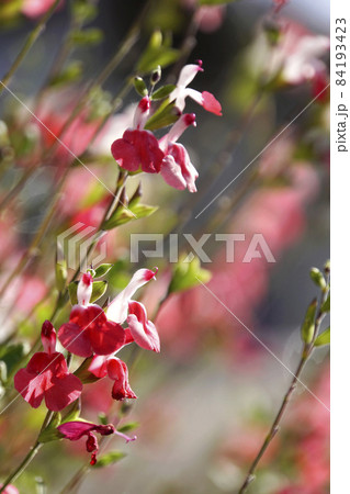 チェリーセージの赤と白の小さい花の写真素材