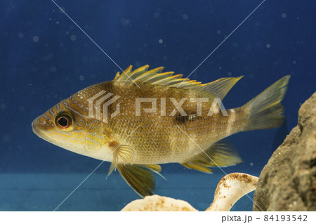 ナミフエダイ　波笛鯛　blubberlip snapper　フエダイ　Star snapper 84193542