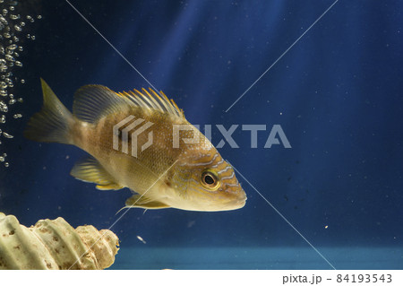 ナミフエダイ 波笛鯛 blubberlip snapper フエダイ Star snapper ナミフエダイ 波笛鯛 blubberlip snapper フエダイ Star snapper 84193543