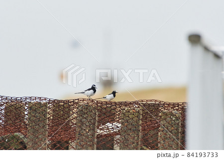 北浦の野鳥　秋 84193733