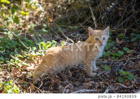 茶トラの仔猫 84193839
