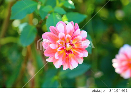 ダリアの花 ダリアの花 84194461