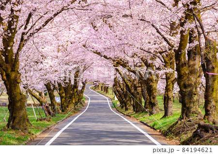 赤城南面千本桜 84194621