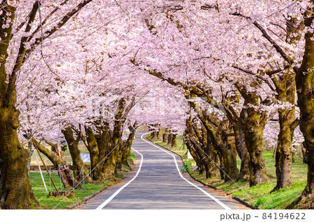 赤城南面千本桜 84194622