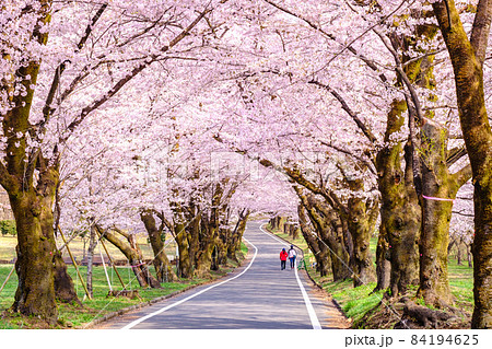 赤城南面千本桜 84194625